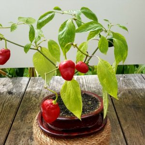 Rocoto Cabe Gondol