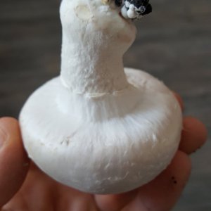 Champignon