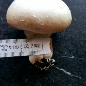 Champignon