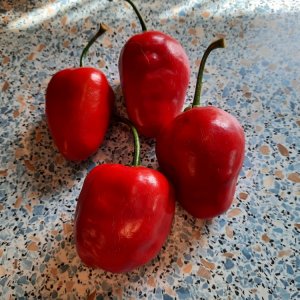 Rocoto