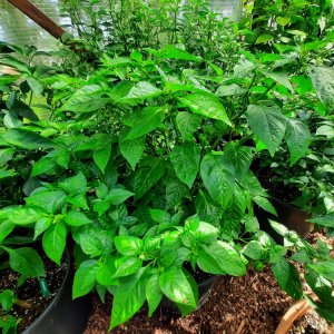 Bahamian Goat Pepper 150821 01.jpg
