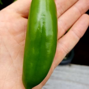 Jalapeno braun