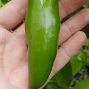 Jalapeno braun