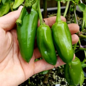 Jalapeno braun