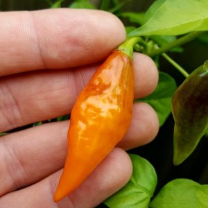 Limon x PDN F3 Orange