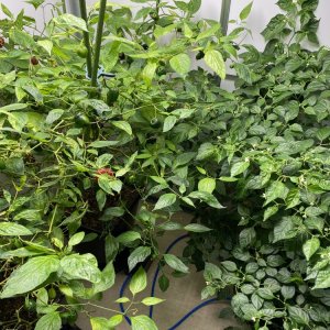 Pflanzen im Chilihaus