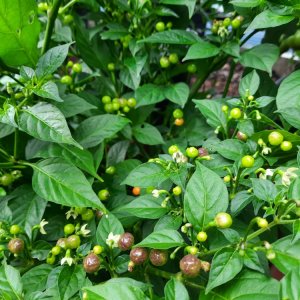 Aji Charapita 190821 01