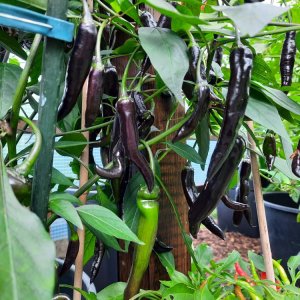 Large Black Thai 190821 02