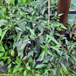 Large Black Thai 190821 01