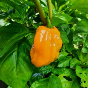 Frontera Sweet 190821 01