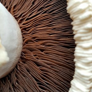 Champignon weiß