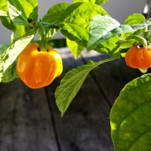 Trinidad Scorpion Gelb