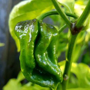 Trinidad Scorpion Chocolat