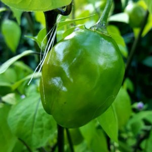 Rocoto Manzano Rojo
