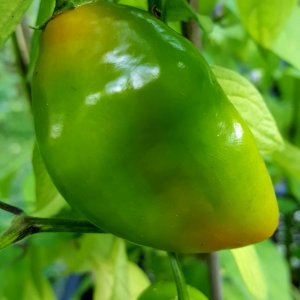 Rocoto De Seda