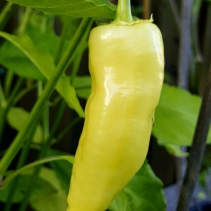 Aji Cristal