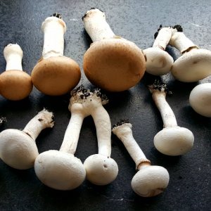 Champignons