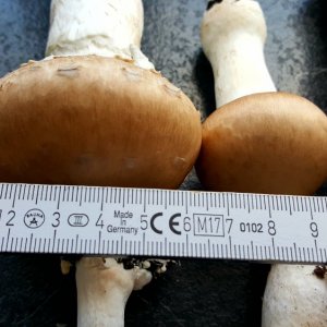 Champignons