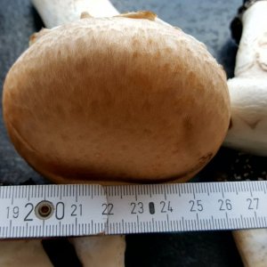 Champignons