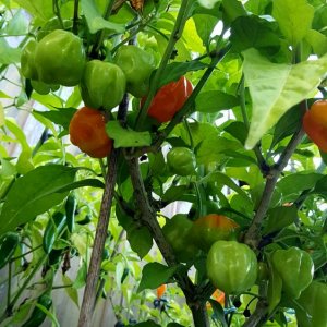 Red Savina