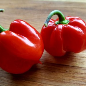 Red Savina