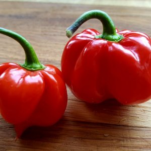 Red Savina
