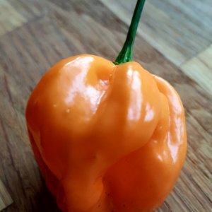 Bahamian Goat Pepper