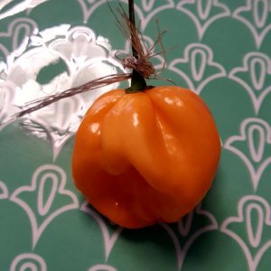Bahamian Goat Pepper