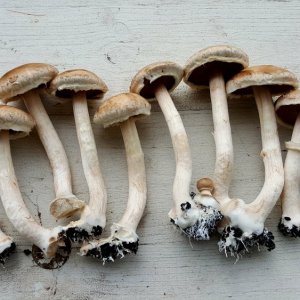 Champignons