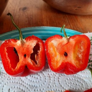 Giant Rocoto Cut.jpg