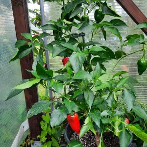 Barbaras Antipodes 140921 01.jpg
