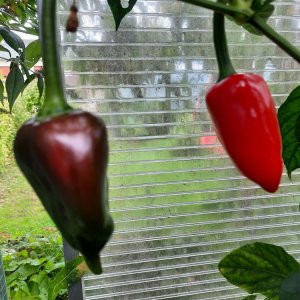 Barbaras Antipodes 140921 03.jpg
