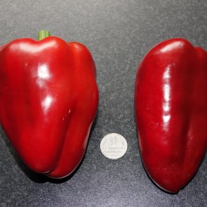 Ozarowka Paprika -15-09-21.JPG