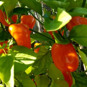Lunchbox Orange