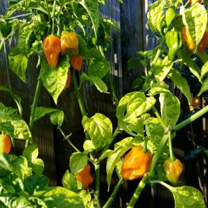 Trinidad Scorpion Gelb