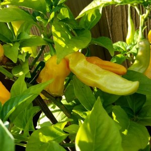 Habanero Hot Lemon