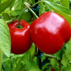 Rocoto Big Apple