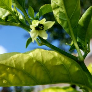 Trinidad Scorpion Chocolat