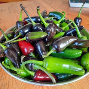 Jalapeño Ernte 24092021b.jpg