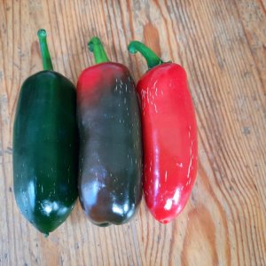 Jalapeño Agriset 4109 01.jpg