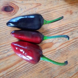 Jalapeño Purple 01.jpg