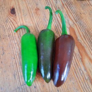 Jalapeño Brown 01.jpg