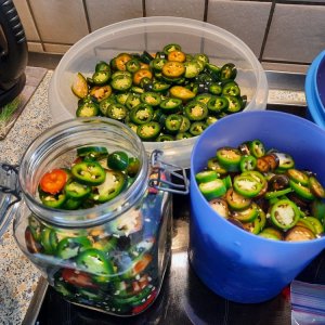 Jalapeño - 3 Sorten.jpg