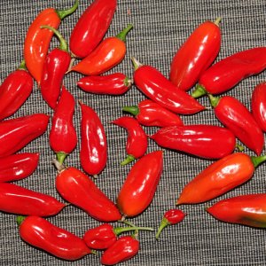 Bonda ma Jaques X...-08-10-21.JPG