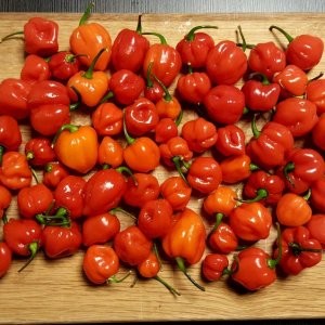 400g Red Savina