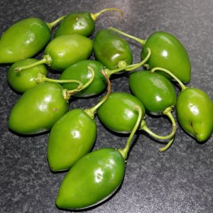 Rocoto Tatiana F5 -21-10-21.JPG