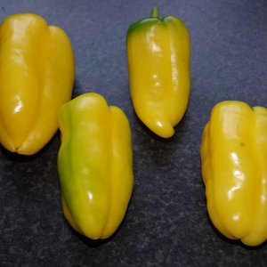 Jalapeno Lemon Giant-21-10-21.JPG