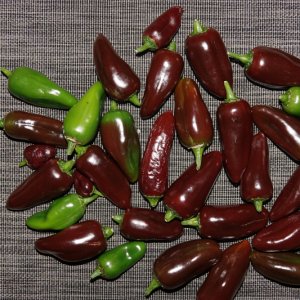 Jalapeno Brown-23-10-21.JPG