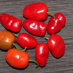 Rocoto Manzano Ollanta Rojo-23-10-21.JPG
