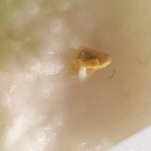 Scotch Bonnet MOA